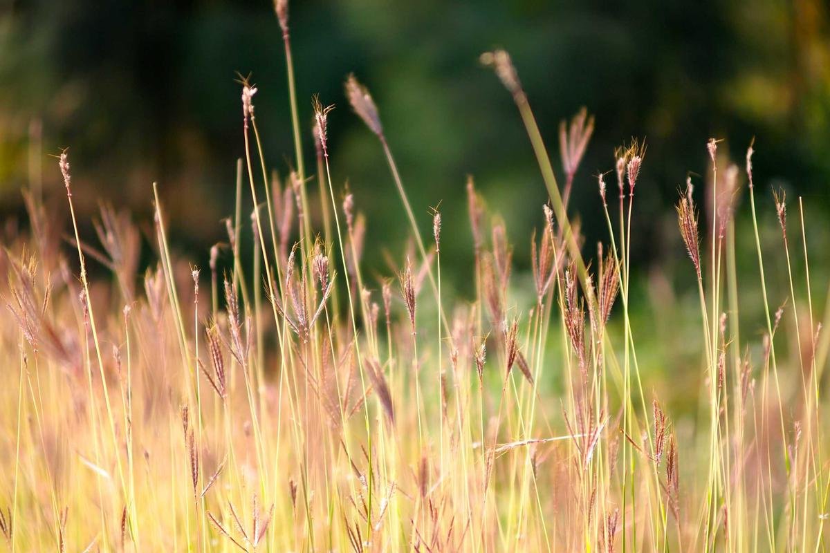 Bình Minh Trên Ruộng Bậc Thang Mù Cang Chải